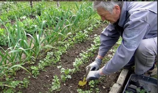 Diese Pflanzen solltest du nebeneinander pflanzen, um einen echten BIO-Garten ohne Chemikalien zu haben